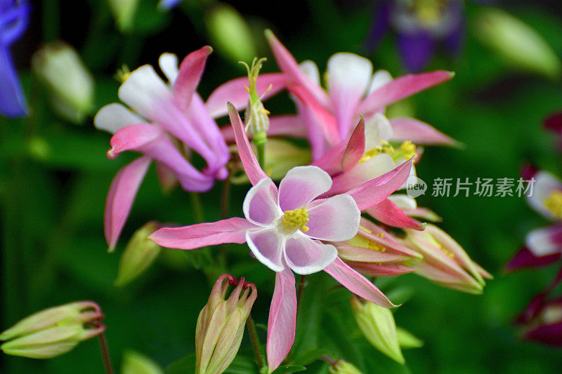 水仙花/耧斗菜花